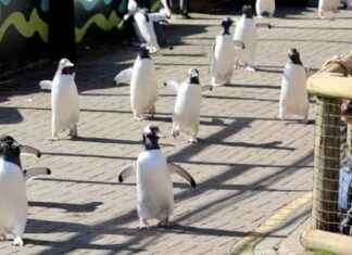 Get Close to Adorable Penguins at Edinburgh Zoo’s Special Parade news-20092024-223121
