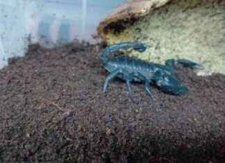 Rescued Exotic Animals in Edinburgh Seek Forever Homes – SSPCA Adoption Opportunity rescued-exotic-animals-in-edinburgh-seek-forever-homes-sspca-adoption-opportunity