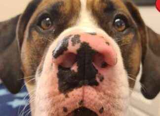 West Lothian Dog Seeks Valentine’s Day Love west-lothian-dog-seeks-valentines-day-love