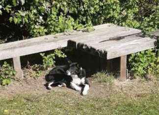 Abandoned Young Pup Found in West Lothian with Belongings Nearby abandoned-young-pup-found-in-west-lothian-with-belongings-nearby