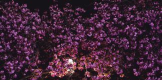 Edinburgh Park Edinburgh: Discover Why It’s The Ultimate Business Hub