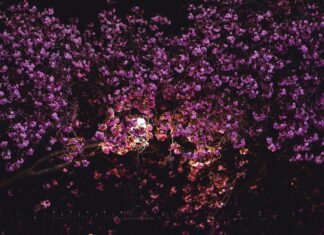 Edinburgh Park Edinburgh: Discover Why It’s The Ultimate Business Hub