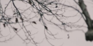 Apex City Of Edinburgh: Discover Hidden Gems & Unforgettable Views