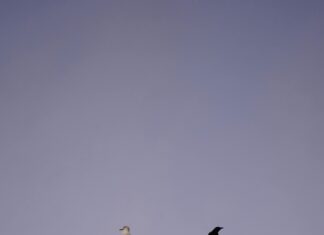 Flights From Boston To Edinburgh Scotland: Discover Unbeatable Deals