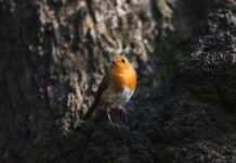 Sport Wales National Centre Sophia Gardens Cardiff CF11 9SW: Why Visit This Premier Hub?