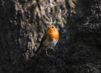 Sport Wales National Centre Sophia Gardens Cardiff CF11 9SW: Why Visit This Premier Hub?