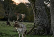 Flights From Dublin Ireland To Edinburgh Scotland: Why Choose This Route?