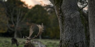 Flights From Dublin Ireland To Edinburgh Scotland: Why Choose This Route?