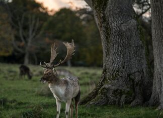 Flights From Dublin Ireland To Edinburgh Scotland: Why Choose This Route?