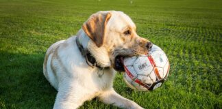 English Institute Of Sport Sheffield: Unlock Elite Training Secrets Today