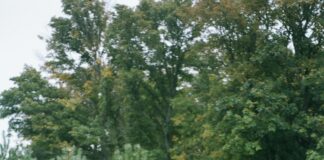 Used Land Rover Discovery Sport: Discover Exceptional Value Today!