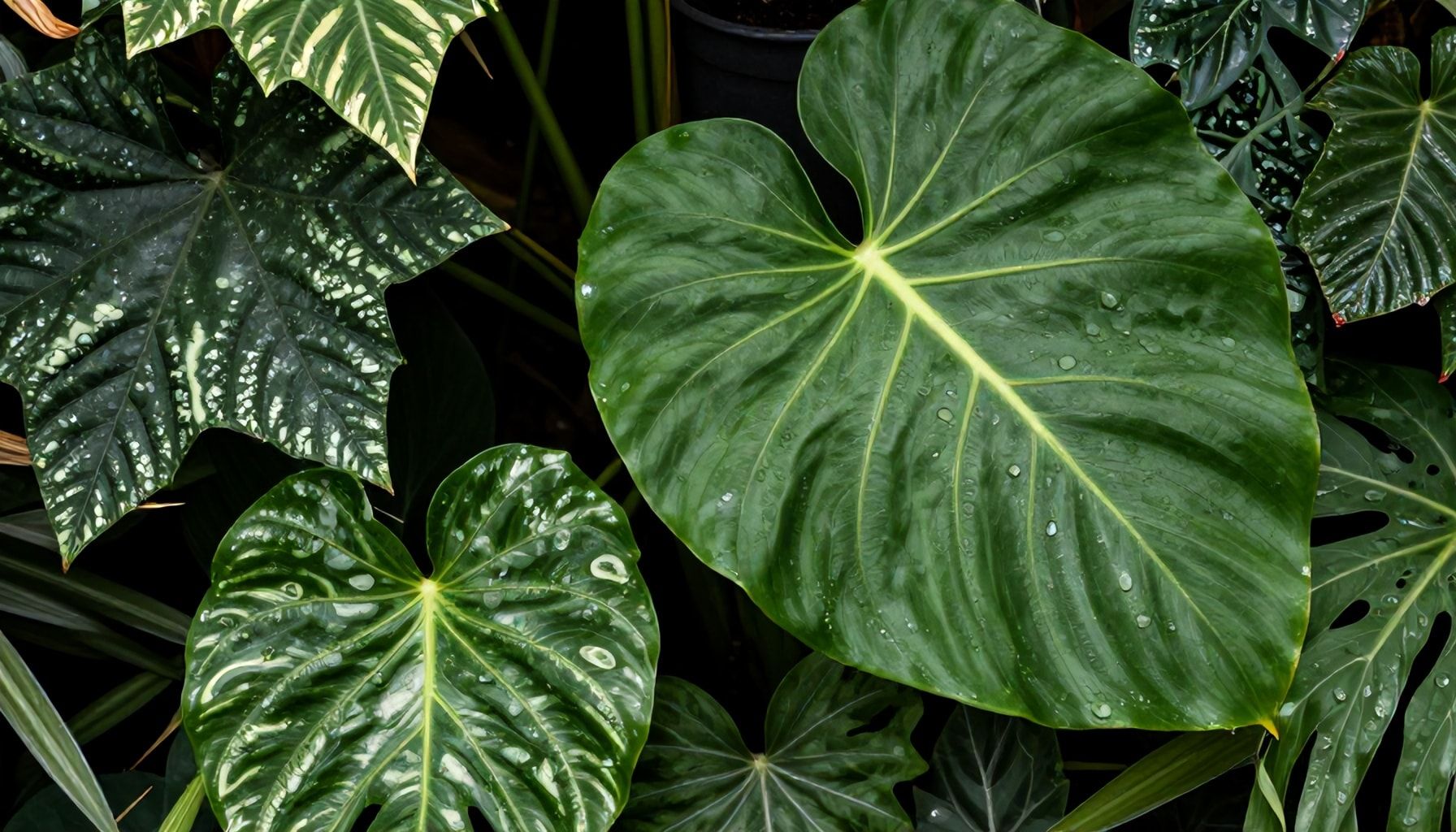 How to Spot Rare and Exotic Plants on Your Next Visit*